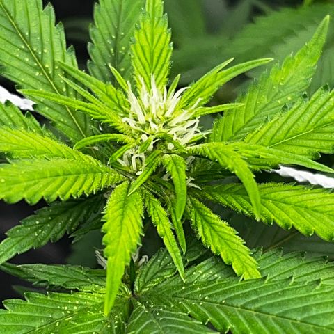 Tangie #4 growlog photo: Se recuperan las hojas, no salen nuevos puntitos 