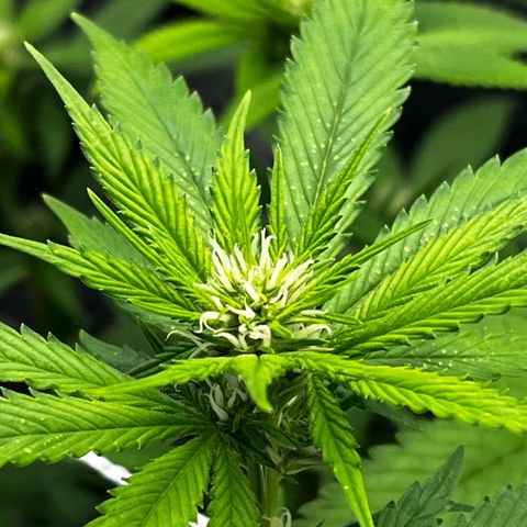 Tangie #4 growlog photo: Se recuperan las hojas, no salen nuevos puntitos 
