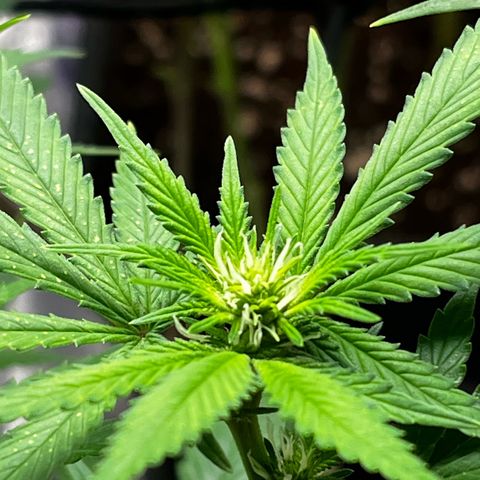 Tangie #4 growlog photo: Se recuperan las hojas, no salen nuevos puntitos 