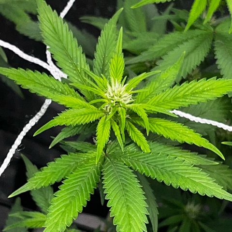Tangie #4 growlog photo: Se recuperan las hojas, no salen nuevos puntitos 