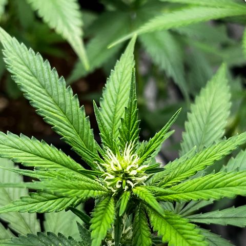 Tangie #4 growlog photo: Se recuperan las hojas, no salen nuevos puntitos 
