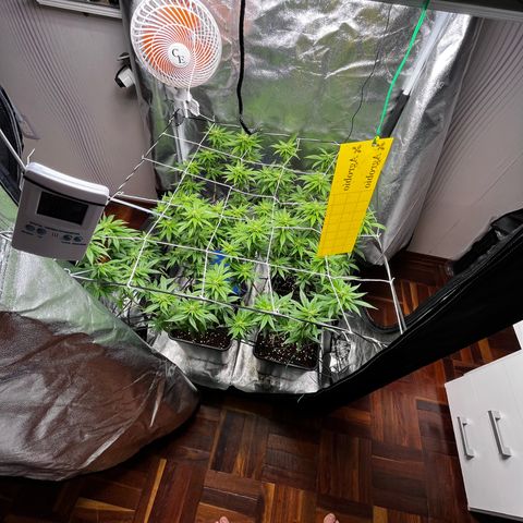 Tangie #4 growlog timeline photo