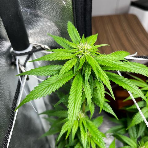 Tangie #4 growlog timeline photo