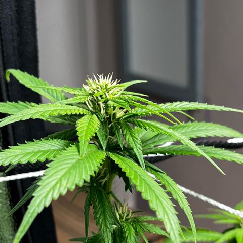 Tangie #4 growlog timeline photo