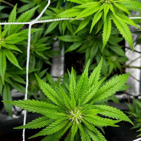 Tangie #4 growlog timeline photo