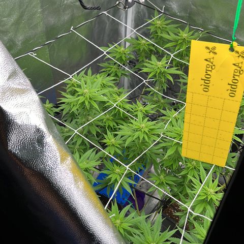 Tangie #4 growlog timeline photo