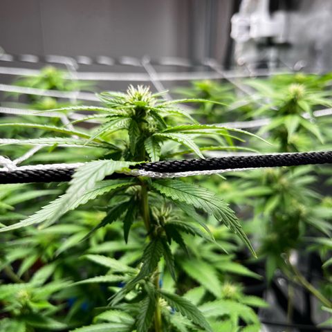 Tangie #4 growlog timeline photo
