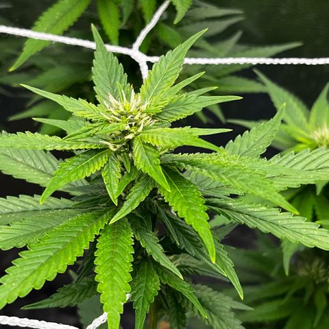 Tangie #4 growlog photo: Subimos 80% la potencia al led
