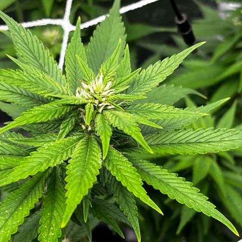 Tangie #4 growlog photo: Subimos 80% la potencia al led
