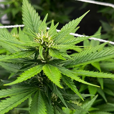 Tangie #4 growlog photo: Subimos 80% la potencia al led
