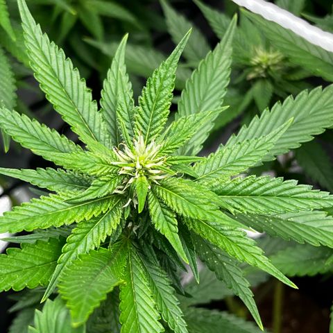 Tangie #4 growlog photo: Subimos 80% la potencia al led
