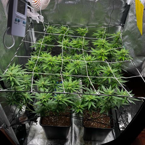 Tangie #4 growlog photo: Subimos 80% la potencia al led
