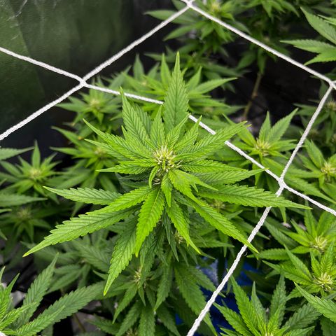 Tangie #4 growlog photo: Subimos 80% la potencia al led
