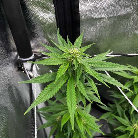 Tangie #4 growlog photo: Subimos 80% la potencia al led
