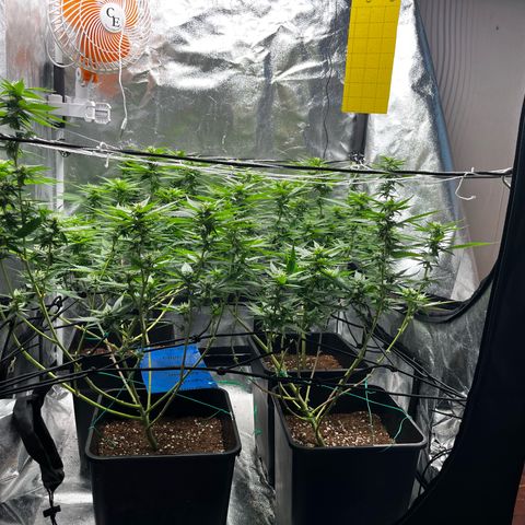 Tangie #4 growlog photo: Subimos 80% la potencia al led
