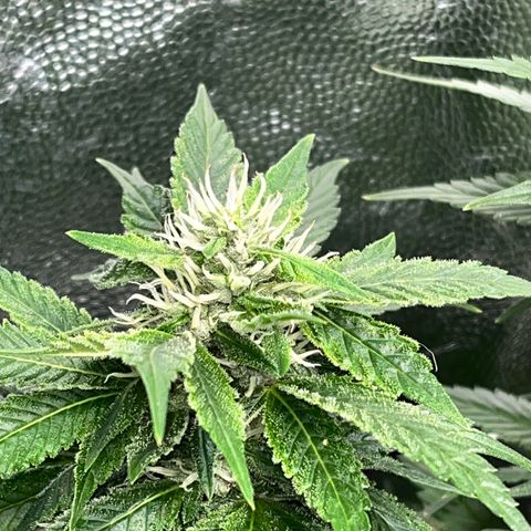 Tangie #4 growlog photo: Engordandooo