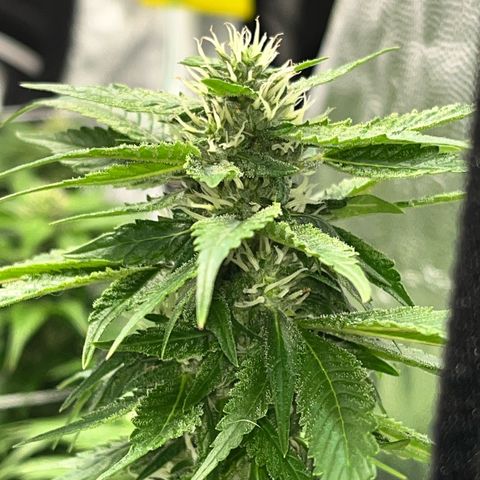 Tangie #4 growlog photo: Engordandooo