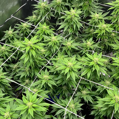 Tangie #4 growlog photo: Engordandooo
