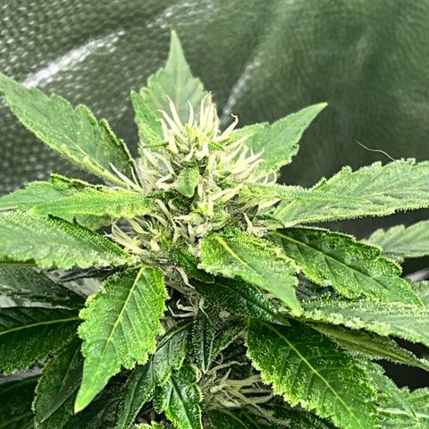 Tangie #4 growlog photo: Engordandooo