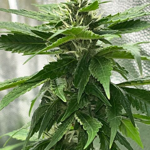 Tangie #4 growlog photo: Engordandooo