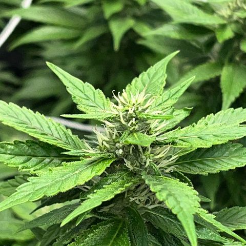 Tangie #4 growlog photo: Engordandooo