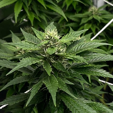 Tangie #4 growlog photo: Engordandooo
