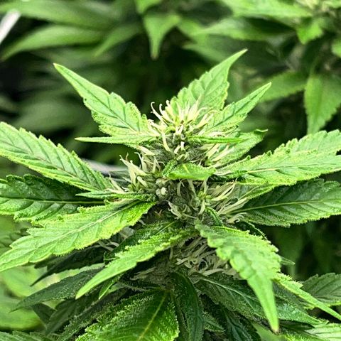 Tangie #4 growlog photo: Engordandooo