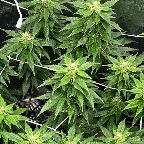 Tangie #4 growlog photo: Engordandooo