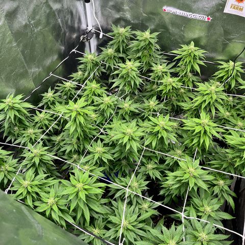 Tangie #4 growlog photo: Engordandooo