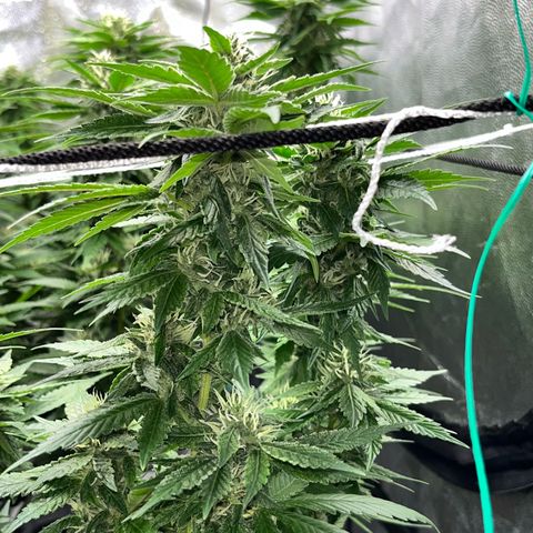 Tangie #4 growlog photo: Vienen engordando, seguian creciendo hasta hace un par de dias 🚀🇺🇾🥦