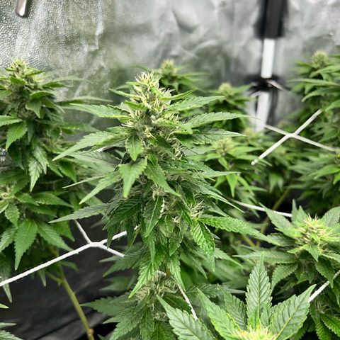 Tangie #4 growlog photo: Vienen engordando, seguian creciendo hasta hace un par de dias 🚀🇺🇾🥦