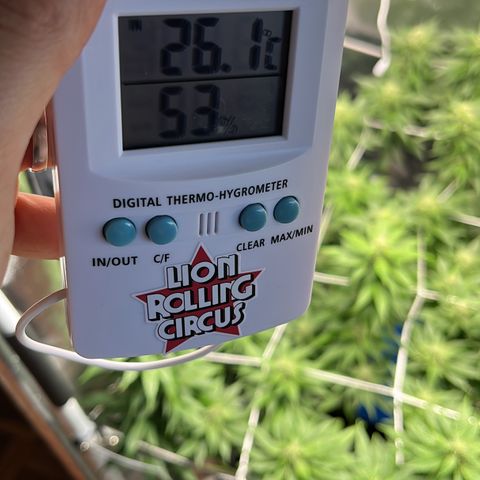 Tangie #4 growlog photo: Vienen engordando, seguian creciendo hasta hace un par de dias 🚀🇺🇾🥦