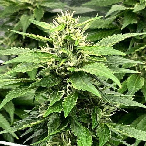 Tangie #4 growlog photo: Vienen engordando, seguian creciendo hasta hace un par de dias 🚀🇺🇾🥦