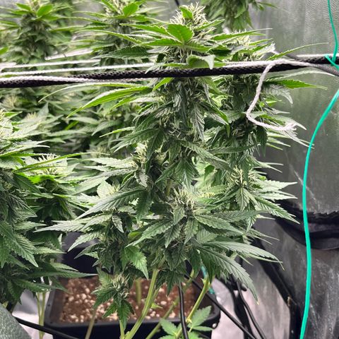 Tangie #4 growlog photo: Vienen engordando, seguian creciendo hasta hace un par de dias 🚀🇺🇾🥦
