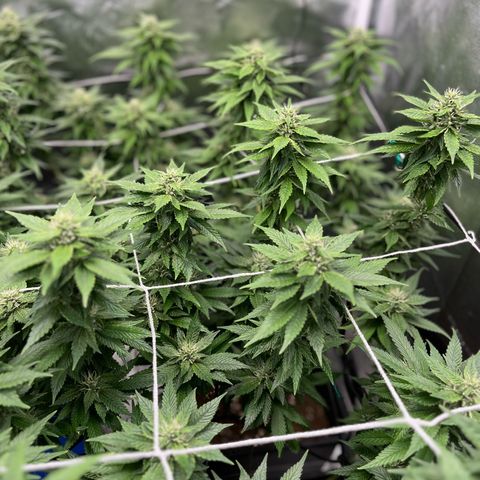 Tangie #4 growlog photo: Vienen engordando, seguian creciendo hasta hace un par de dias 🚀🇺🇾🥦