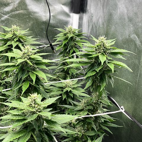 Tangie #4 growlog photo: Vienen engordando, seguian creciendo hasta hace un par de dias 🚀🇺🇾🥦