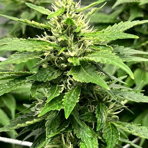 Tangie #4 growlog photo: Vienen engordando, seguian creciendo hasta hace un par de dias 🚀🇺🇾🥦
