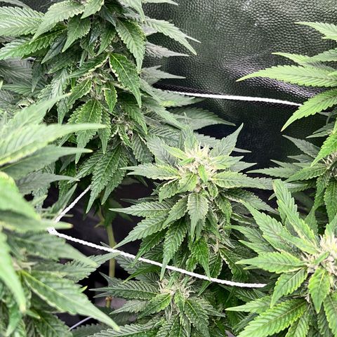 Tangie #4 growlog photo: Vienen engordando, seguian creciendo hasta hace un par de dias 🚀🇺🇾🥦