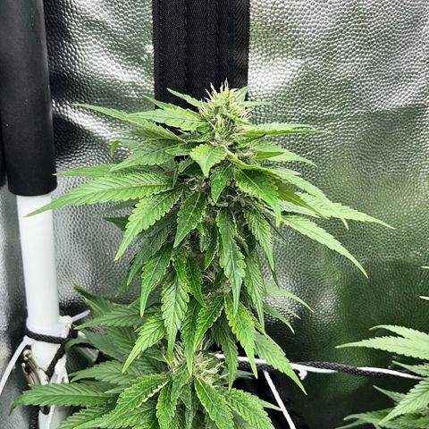 Tangie #4 growlog photo: Vienen engordando, seguian creciendo hasta hace un par de dias 🚀🇺🇾🥦