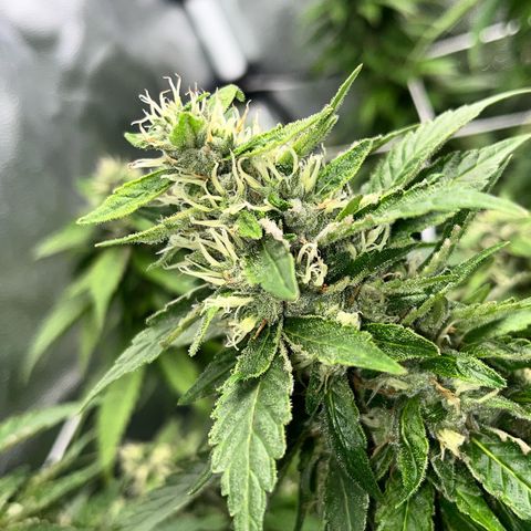 Tangie #4 growlog photo: Vienen engordando y resinando. Buscamos darle el ultimo fertiriego. En dos semanas veremos como va para el corte