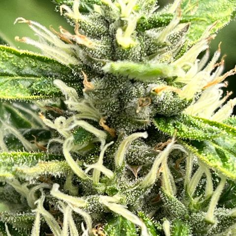 Tangie #4 growlog photo: Vienen engordando y resinando. Buscamos darle el ultimo fertiriego. En dos semanas veremos como va para el corte