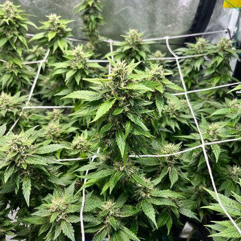 Tangie #4 growlog photo: Vienen engordando y resinando. Buscamos darle el ultimo fertiriego. En dos semanas veremos como va para el corte