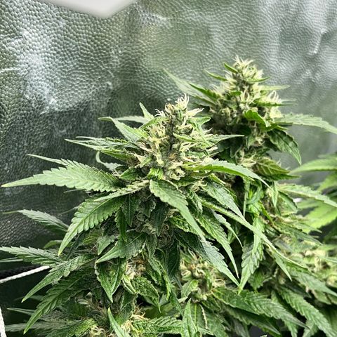 Tangie #4 growlog photo: Vienen engordando y resinando. Buscamos darle el ultimo fertiriego. En dos semanas veremos como va para el corte