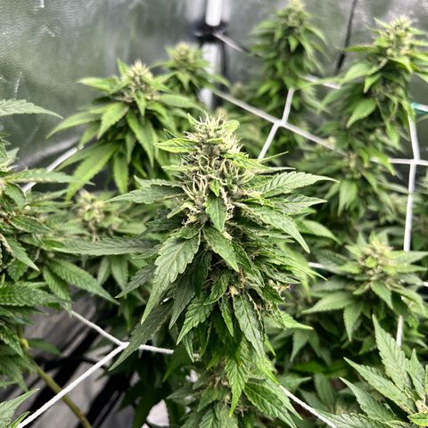 Tangie #4 growlog photo: Vienen engordando y resinando. Buscamos darle el ultimo fertiriego. En dos semanas veremos como va para el corte