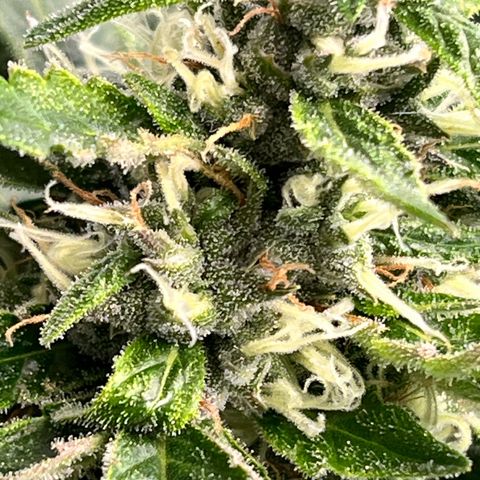 Tangie #4 growlog photo: Vienen engordando y resinando. Buscamos darle el ultimo fertiriego. En dos semanas veremos como va para el corte