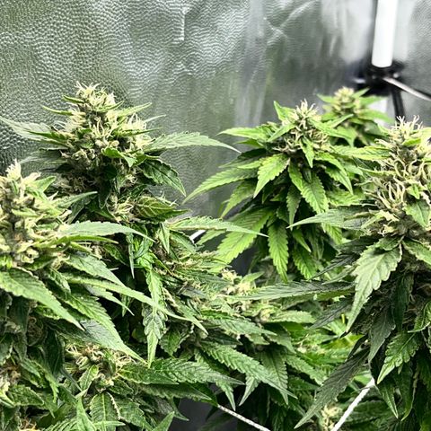 Tangie #4 growlog photo: Vienen engordando y resinando. Buscamos darle el ultimo fertiriego. En dos semanas veremos como va para el corte