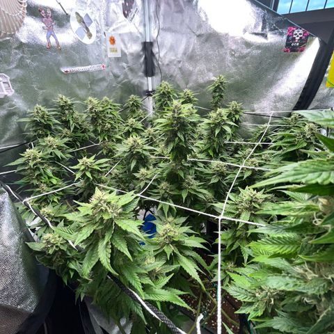 Tangie #4 growlog photo: Vienen engordando y resinando. Buscamos darle el ultimo fertiriego. En dos semanas veremos como va para el corte
