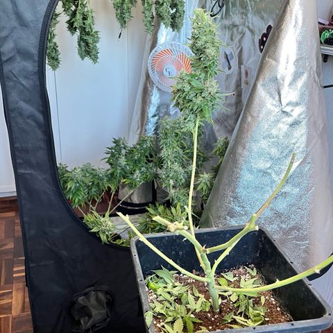 Tangie #4 growlog photo: Cosecha.