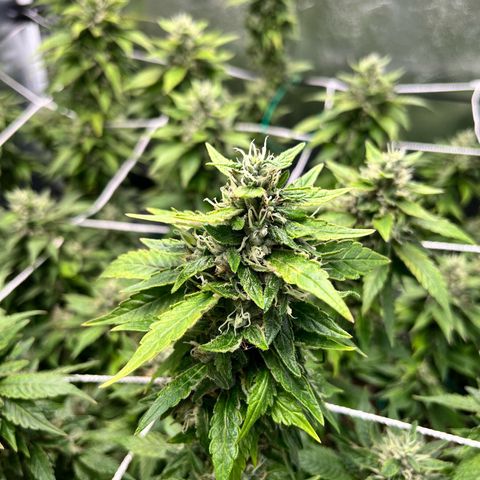 Tangie #4 growlog photo: Cosecha.