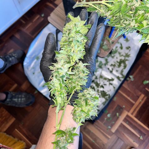 Tangie #4 growlog photo: Cosecha.